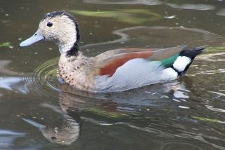 Callonetta leucophrys - Rotschulterente